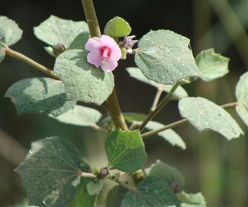 Urena lobatus